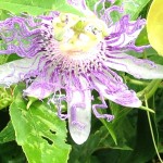 Morris Island Crazy Purple Flower
